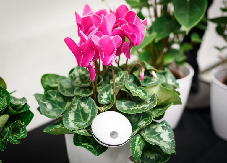 The $99 Koubachi Wi-Fi plant monitor pokes into the soil and uploads environmental data to the company, which then sends plant-care alerts customized for each species.
