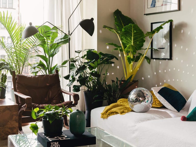 10 Best Places to Buy Plants Online for 2024 - CNET