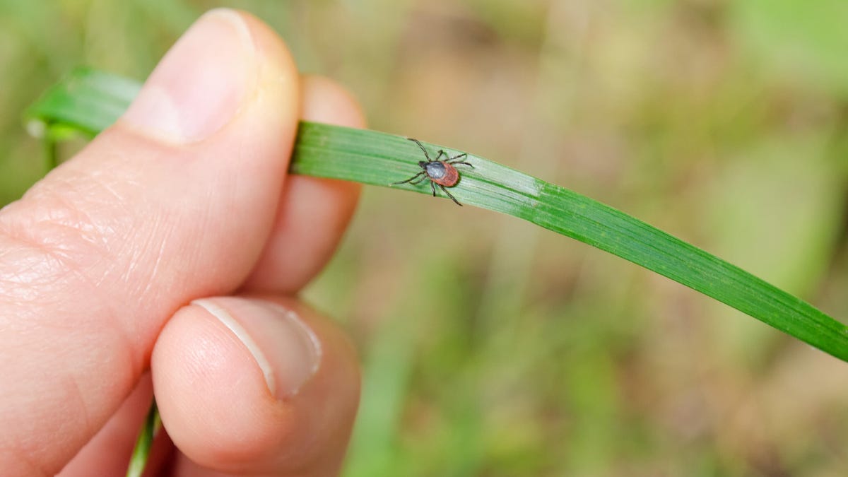 A long-legged tick much smaller than a thumbnail, on a leaf
