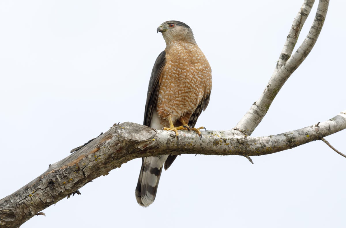 Suburban birders might recognize the Cooper's hawk — especially since they often stalk smaller birds near birdfeeders.