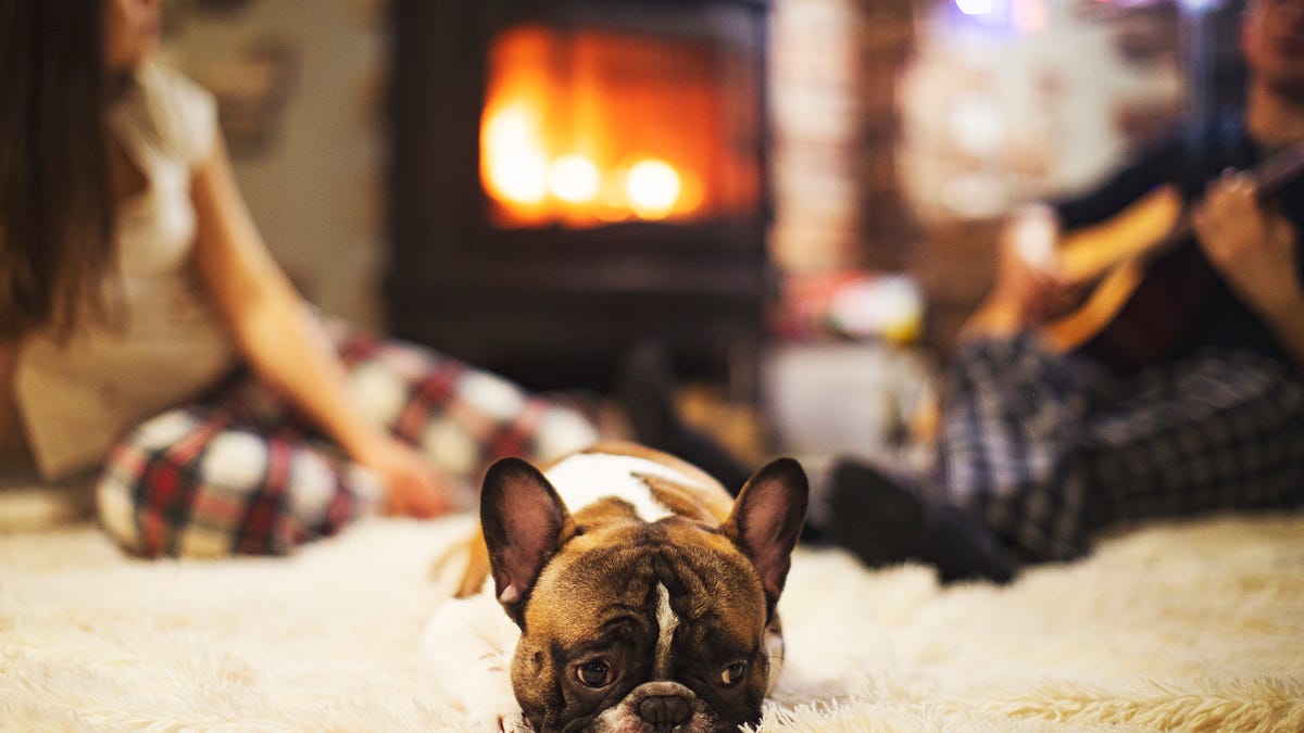 A dog sits in front of a fireplace with two people during the holidays