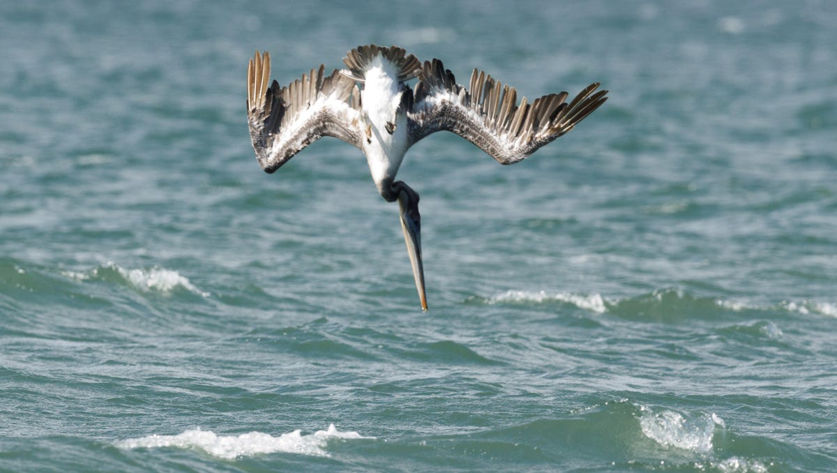 A brown pelican plunges bill-first into San Francisco Bay.