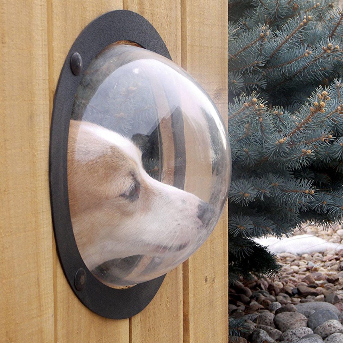 dog-fence-window
