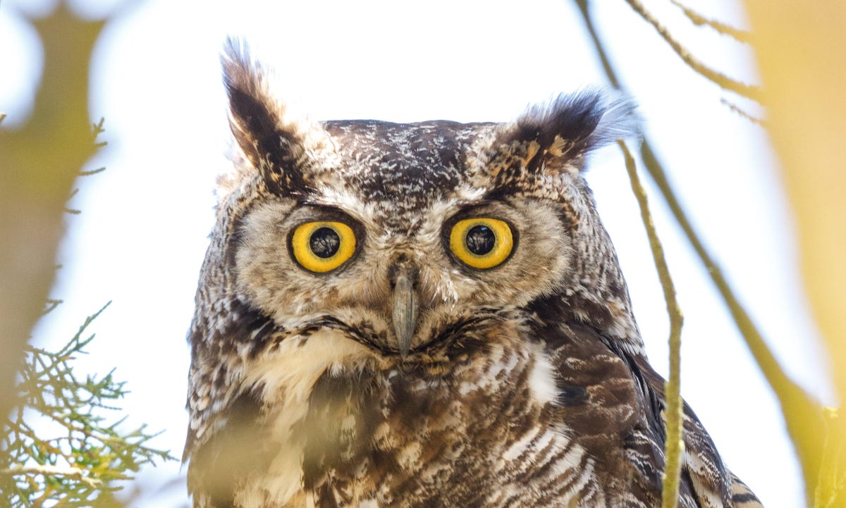 A great horned owl shows fierce yellow eyes in Point Reyes National Seashore north of San Francisco.