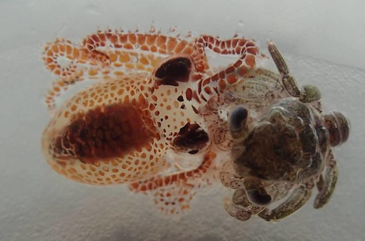 octopuscrab