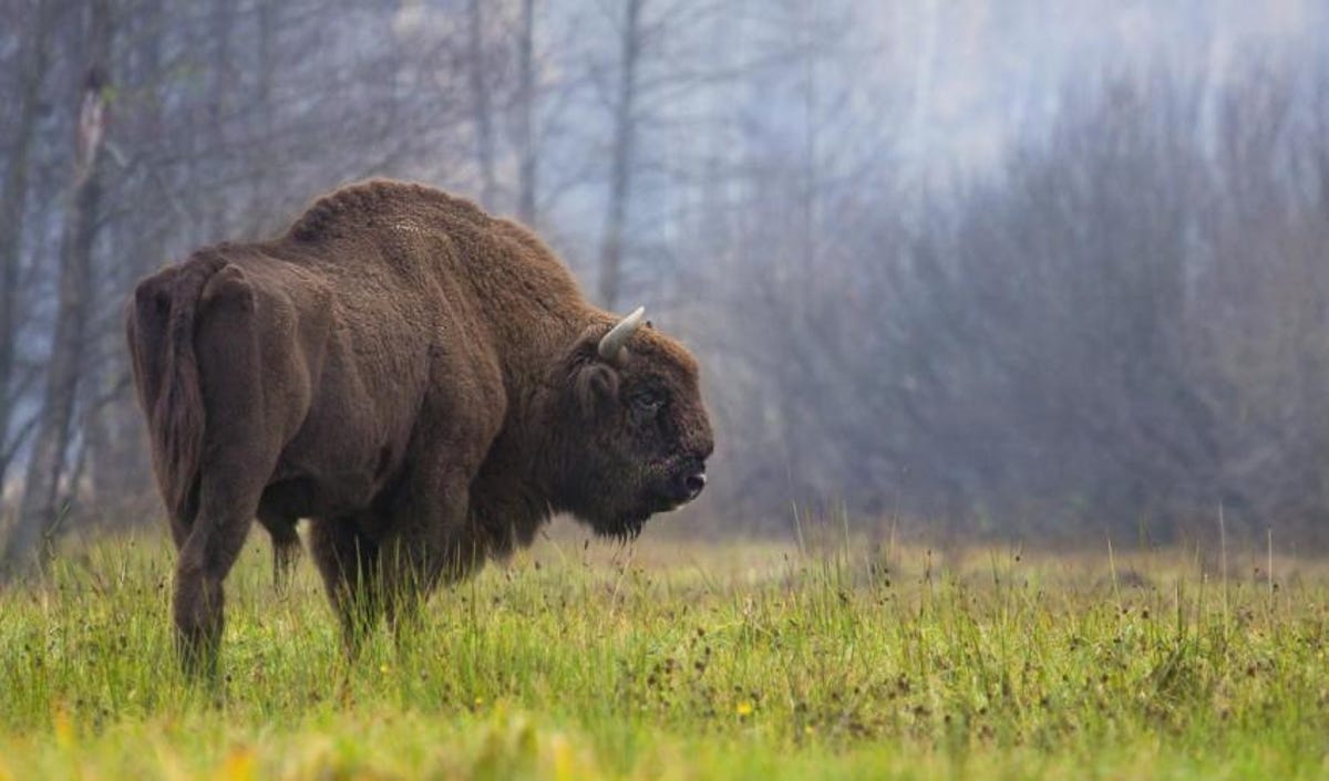 european-bison-c-rafal-kowalczyk-image-2