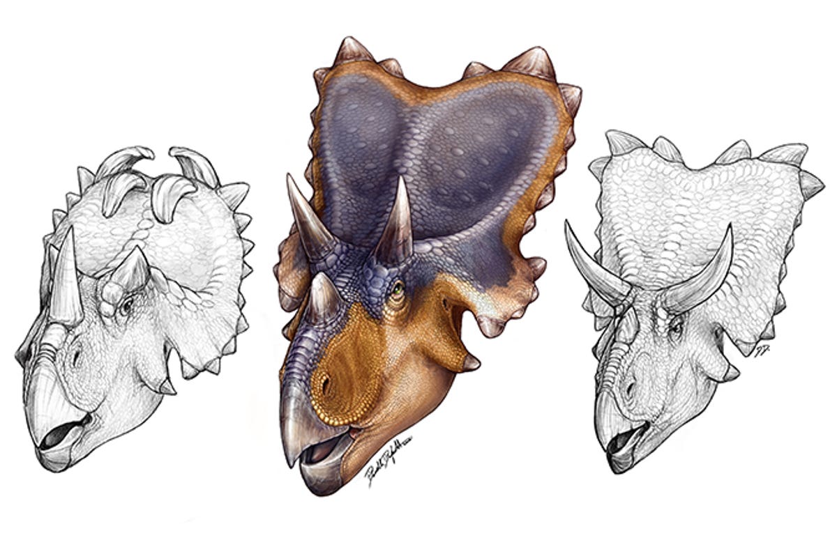 mercuriceratops-middle-compared-to-the-horned-dinosaurs-centrosaurus-left-and-chasmosaurus-right2c-also-from-the-dinosaur-park-formation-of-albertacomparison-courtesy-danielle-dufault-large.jpg