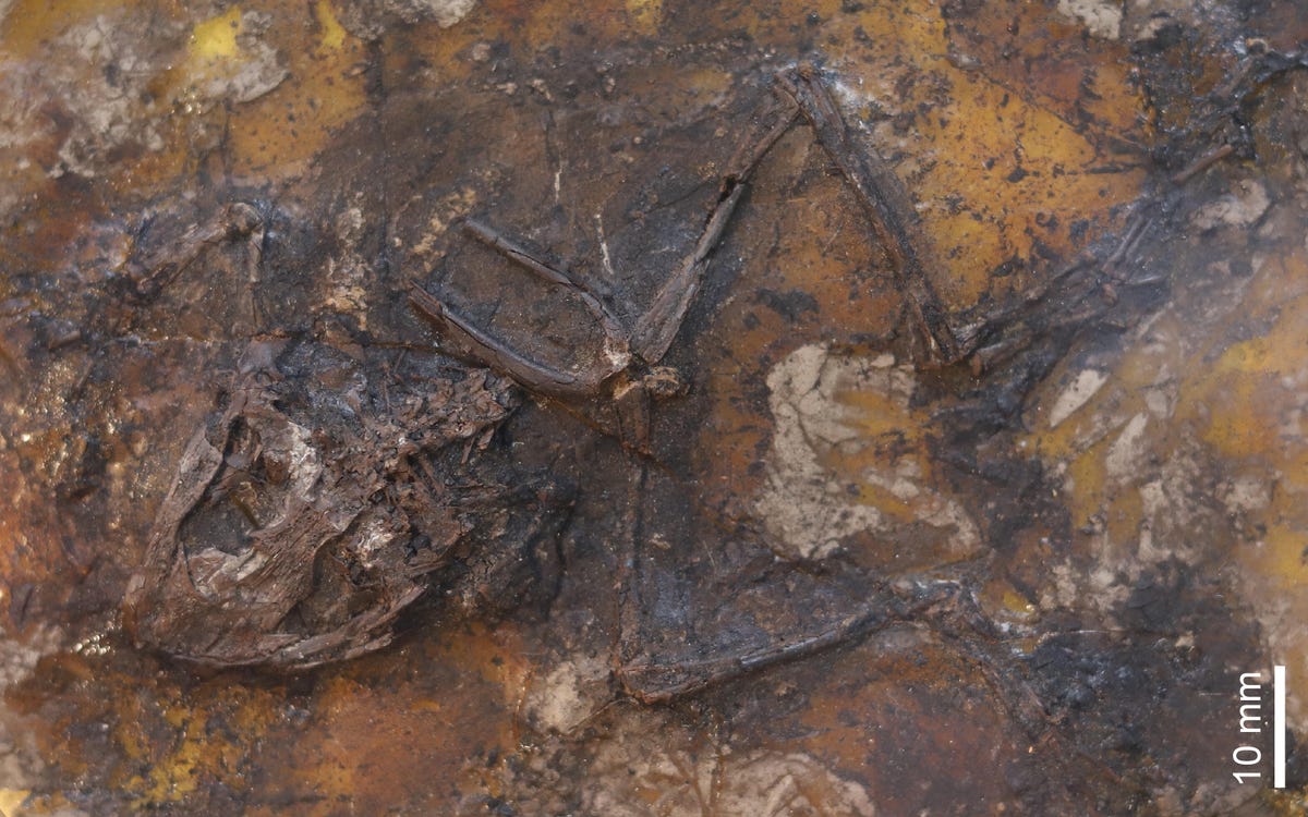 Fossil frog with its head turn to the side and legs visible in the rock.