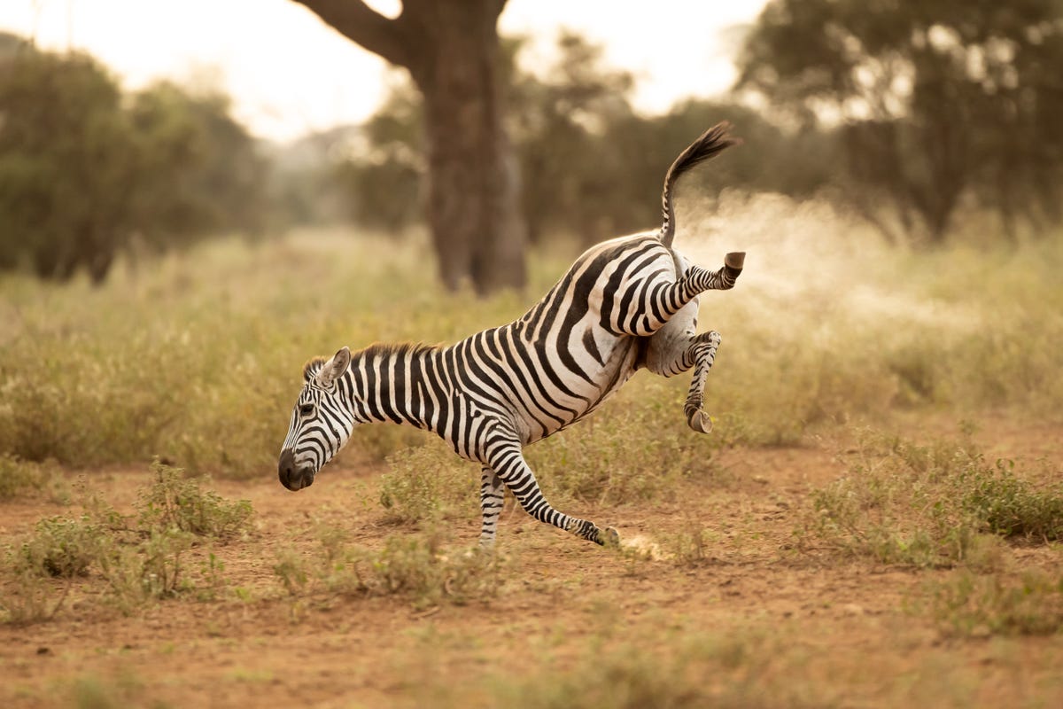 A zebra caught in an awkward moment with back legs kicked up and dust behind it.