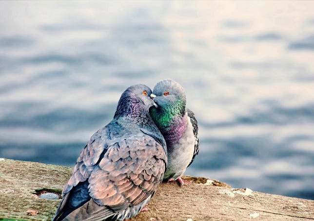 Pigeons Kissing On Waterfront