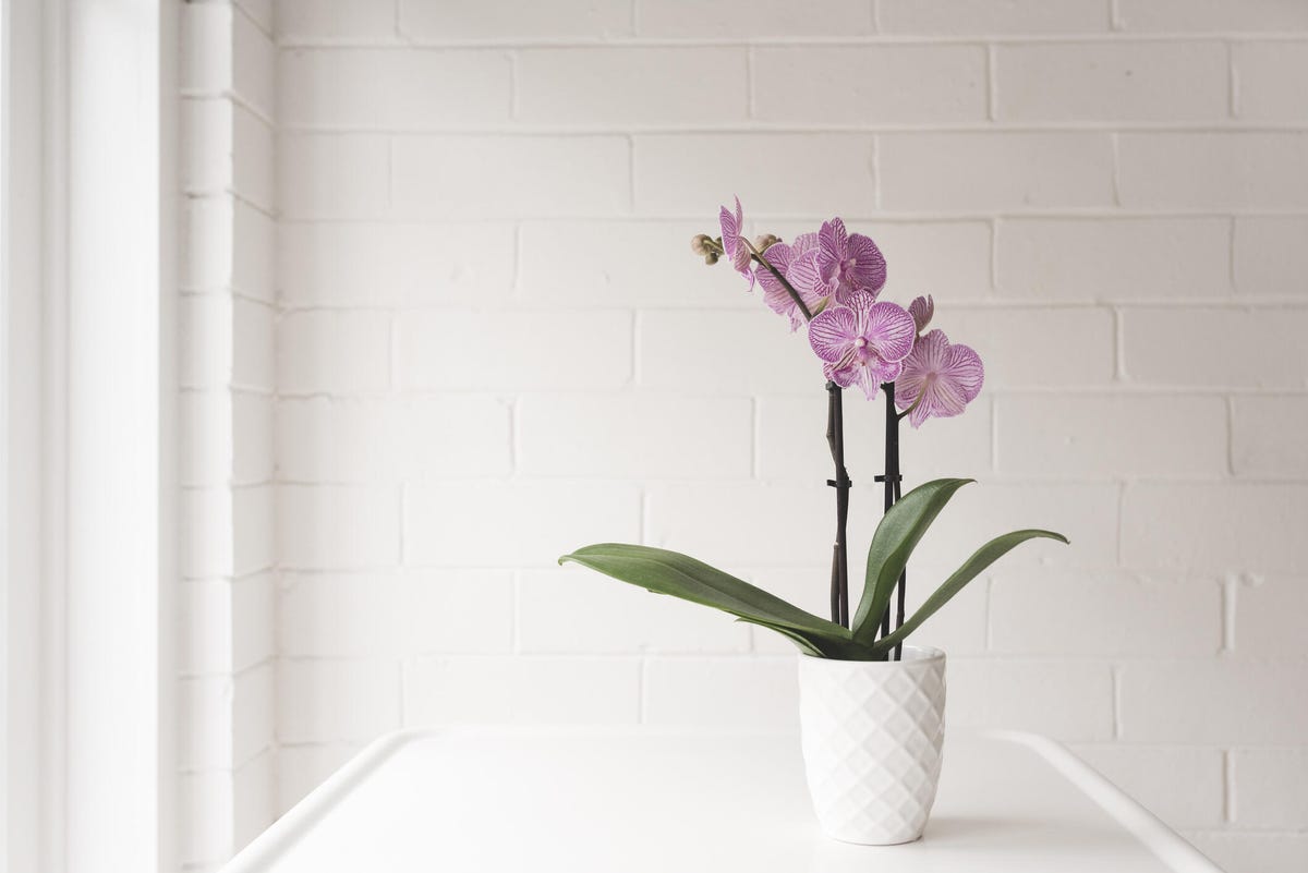 orchid in vase on table