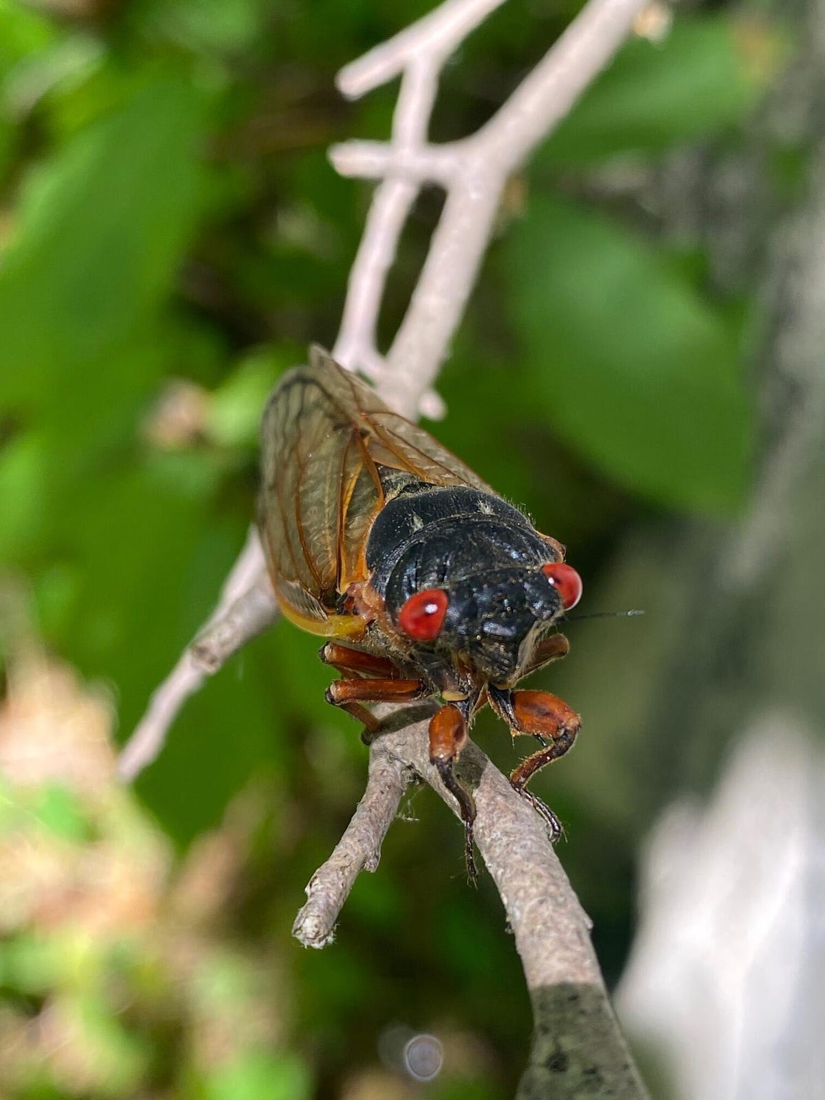 cicada with red eyes