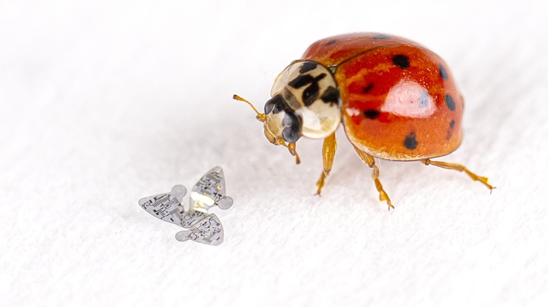 microflier-4-ladybug-mod