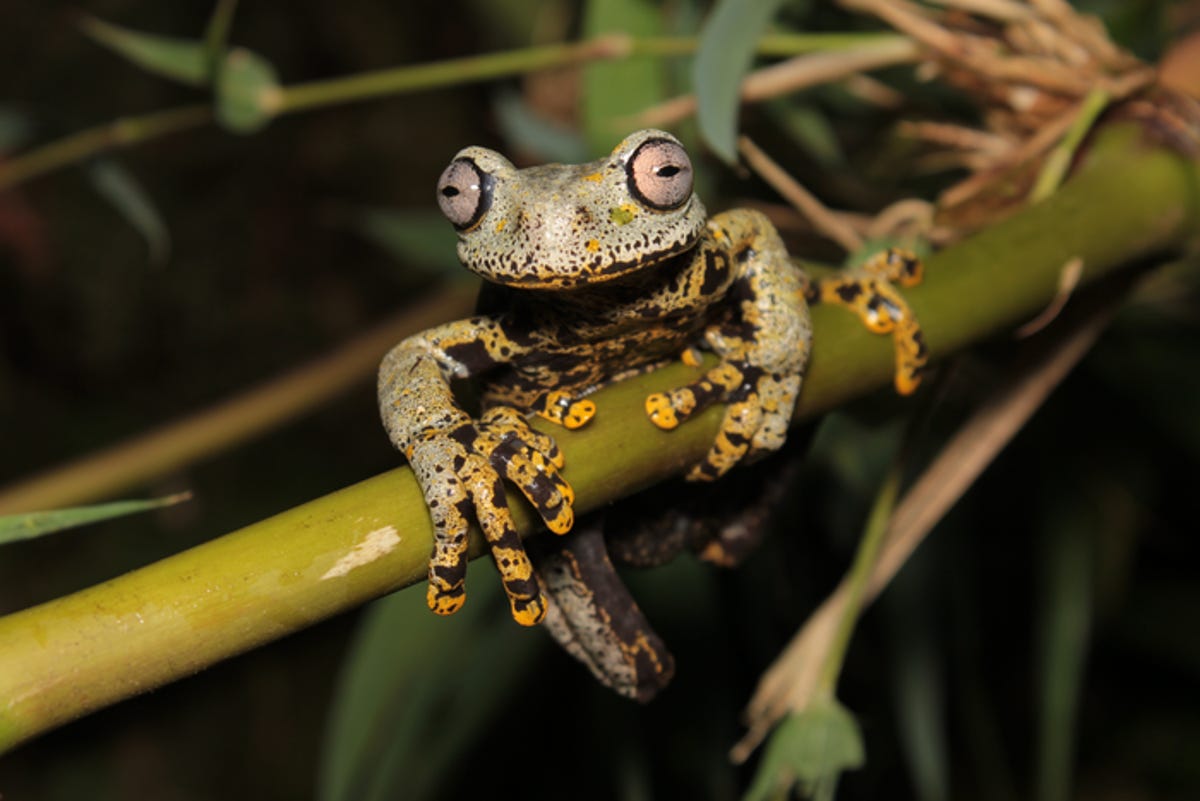 The frog on a branch, looking directly into the camera with its pale pink eyes.
