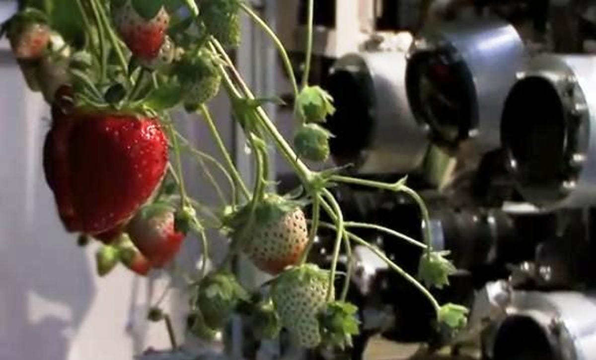 Japan's strawberry-harvesting robot images the berries before deciding if they're ripe.