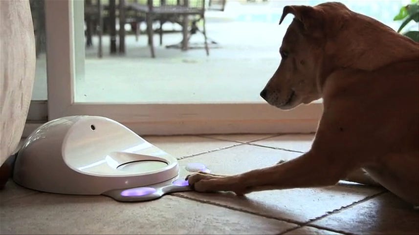 High score, good dog! CleverPet makes the first canine game console, Ep. 159