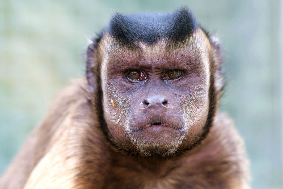 A monkey's face
