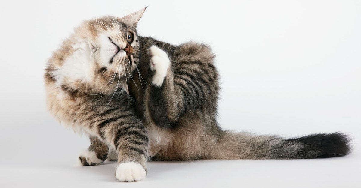 cnet-military-animals-cat-scratching-head.jpg