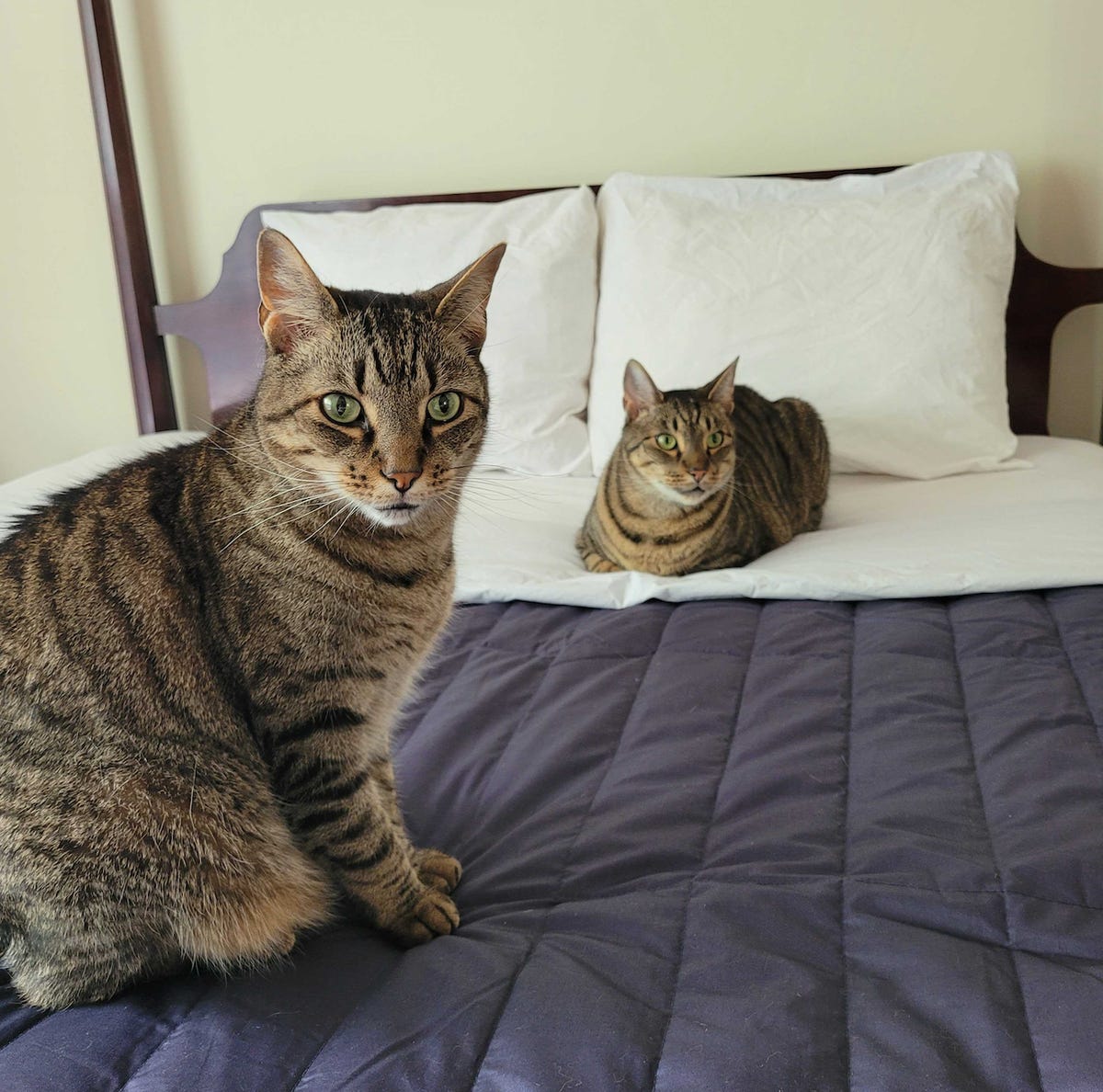 Cats sitting on a bed with Sferra sheets.