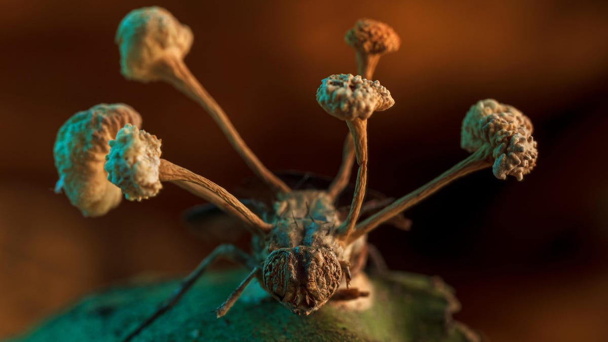 Extreme spooky closeup of a fly facing forward with mushroom-like fungi protrusions extending on stalks from its body.