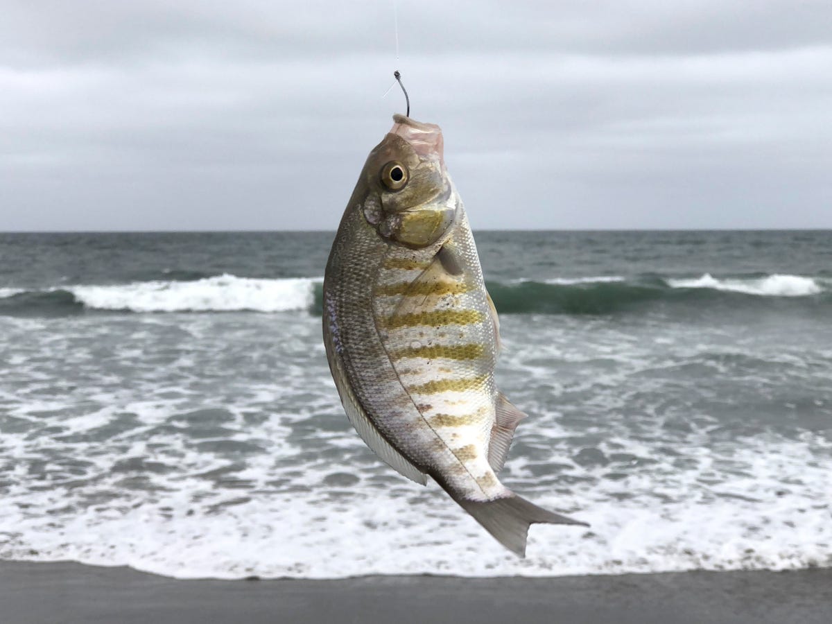 A fish hooked at Ocean Beach on a cloudy San Francisco morning.