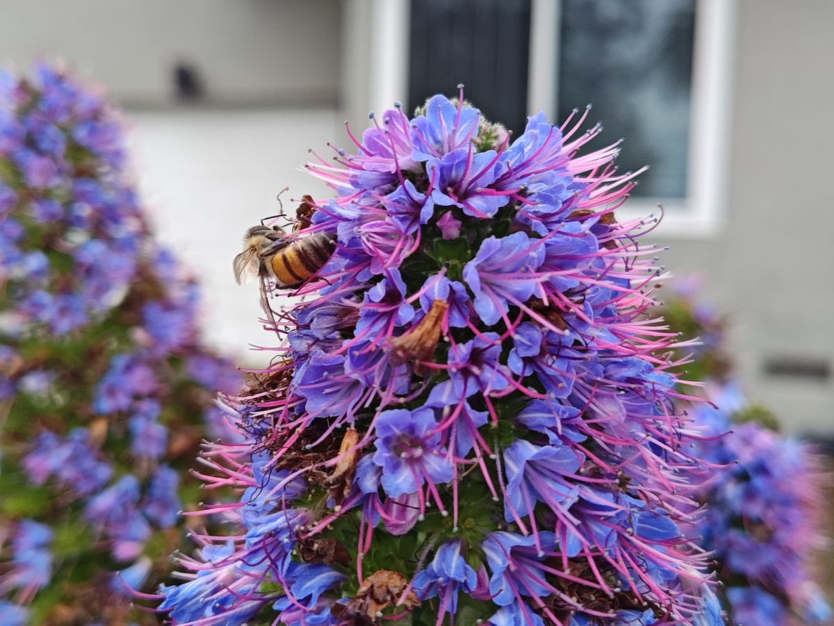 A bee buzzes around a column of purple flowers in the foreground while, blurred with a portrait effect, other purple flower columns rise in the background.