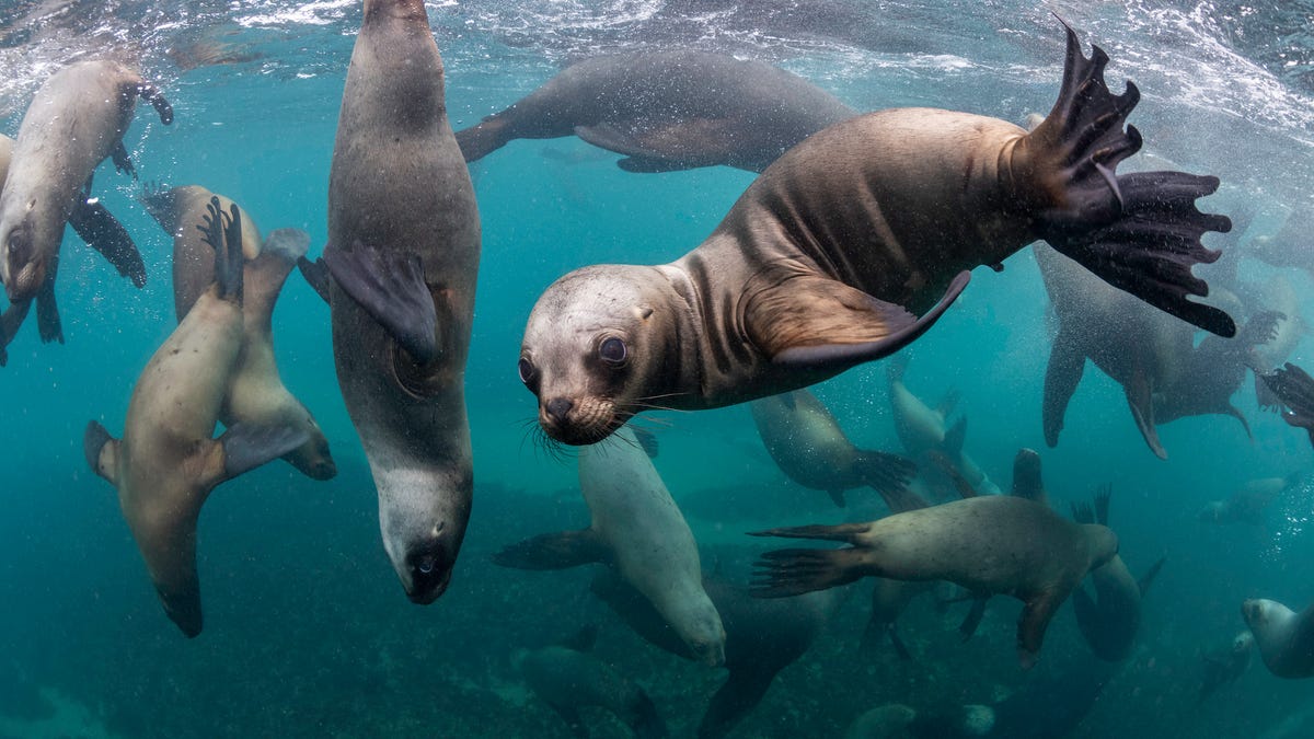 A South American sea lion looks at the camera while swimming amid a sea lion colony