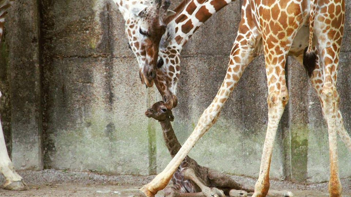 giraffememphis.jpg