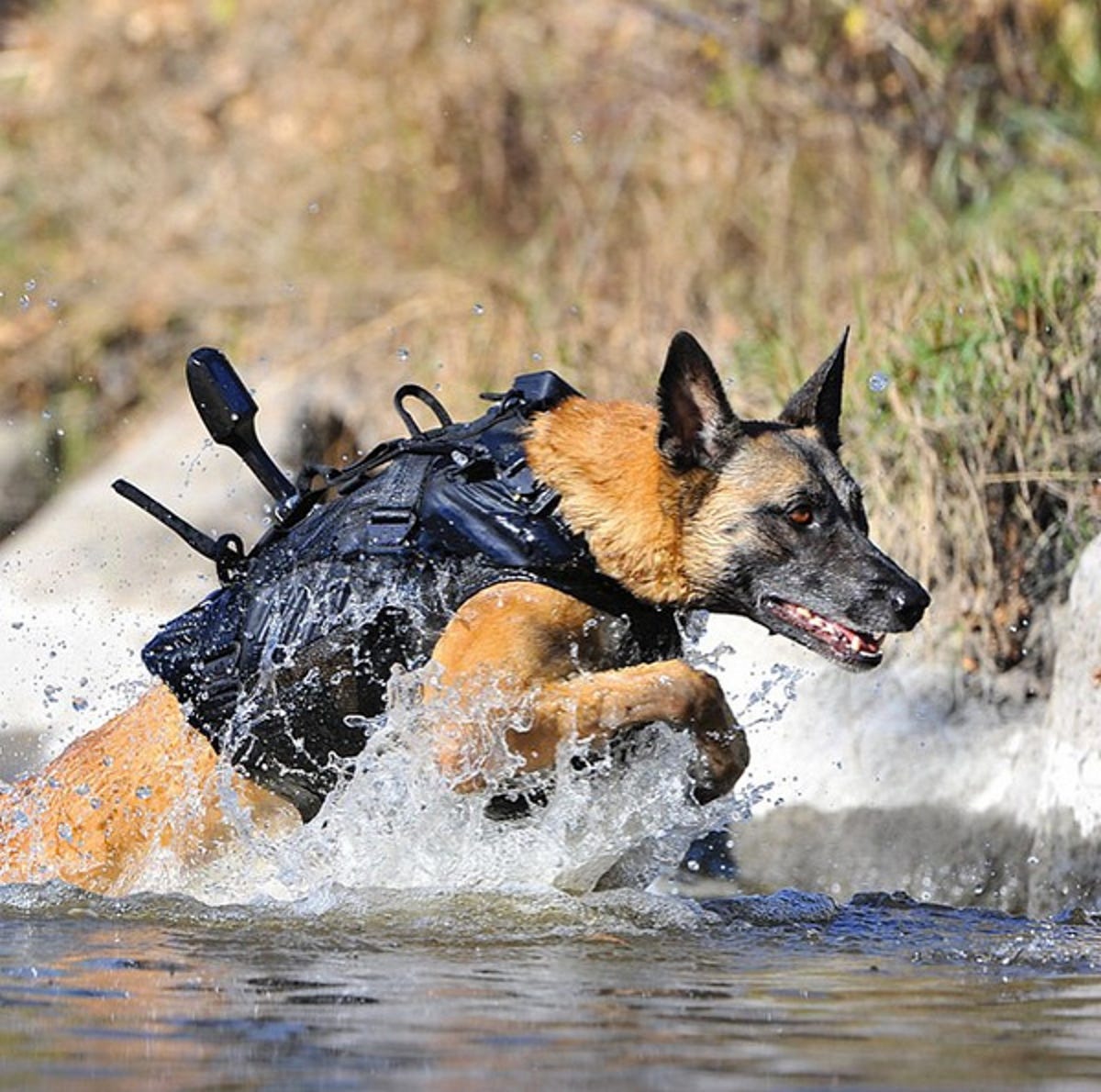 water-dog-in-vest.png