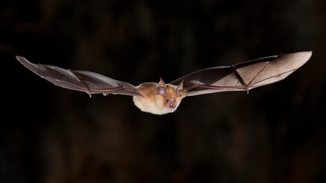 Rhinolophus bat in flight