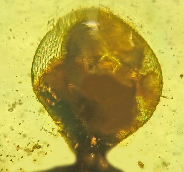 Extreme close up of P. exophthalma eyeball looking like a brown globe against the amber background.