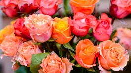 assorted color rose flowers