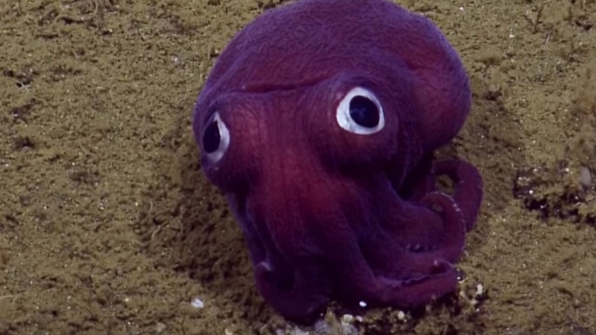 overliggende Hovedgade opskrift Is it a Pokemon? Googly-eyed purple squid snubs submarine crew - CNET