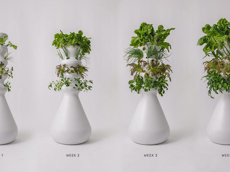 lettuce-grow