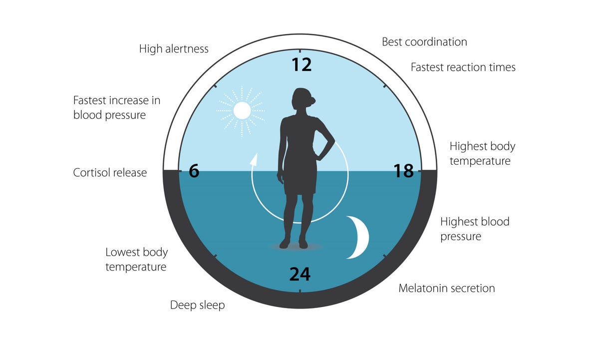 Genes in each of our cells form a clock that controls the daily ups and downs in alertness, metabolism and other factors