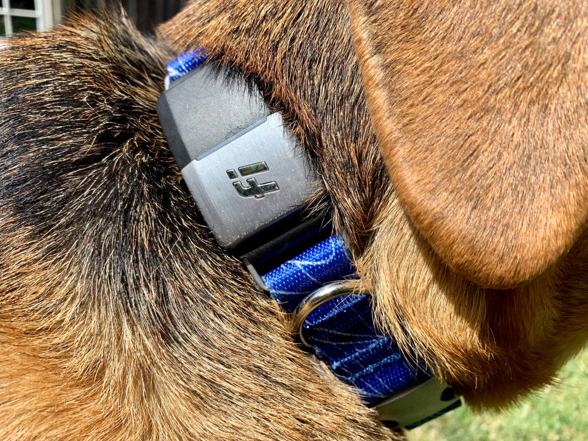 Cali Coco Chanel  Fi Smart Dog Collar