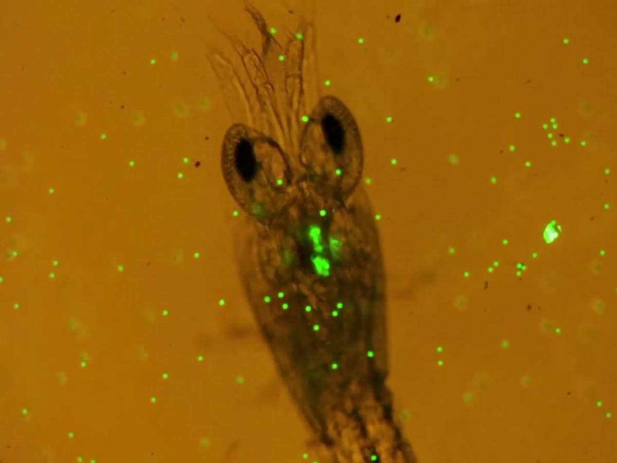 Tiny plankton snacking on plastic is a big problem for the food chain - CNET
