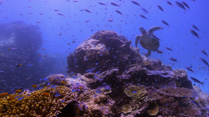 Rebooting the Reef: The tech saving Australia's natural wonder