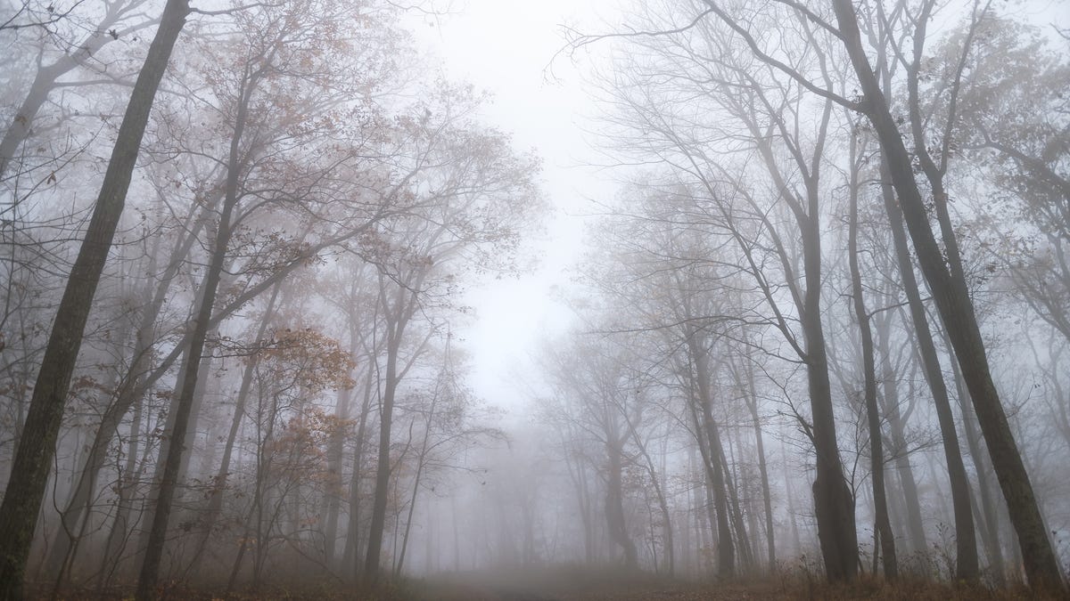 A wooded area covered in fog.