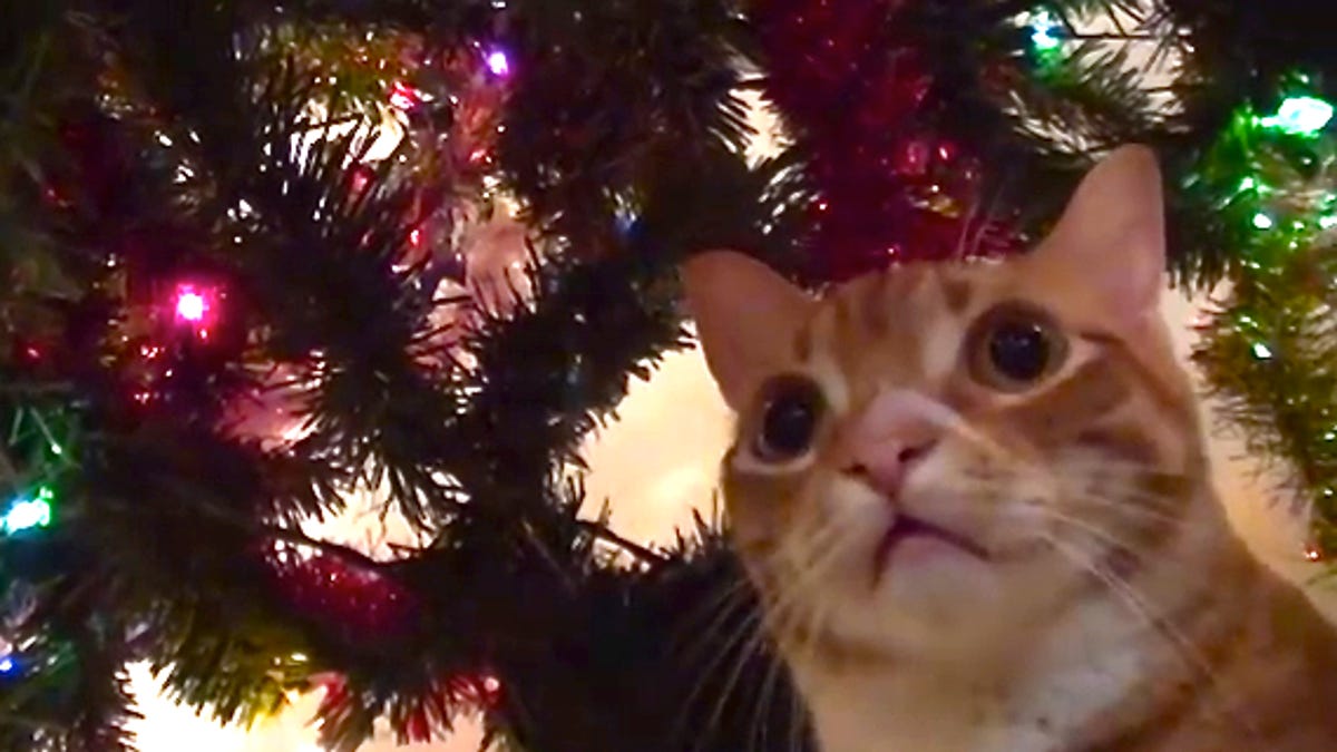 Pawsome supercut: Cats vs. Christmas trees - CNET