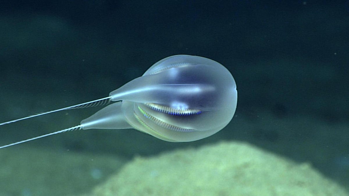 Scientists discover 'beautiful and unique' gelatinous sea animal - CNET