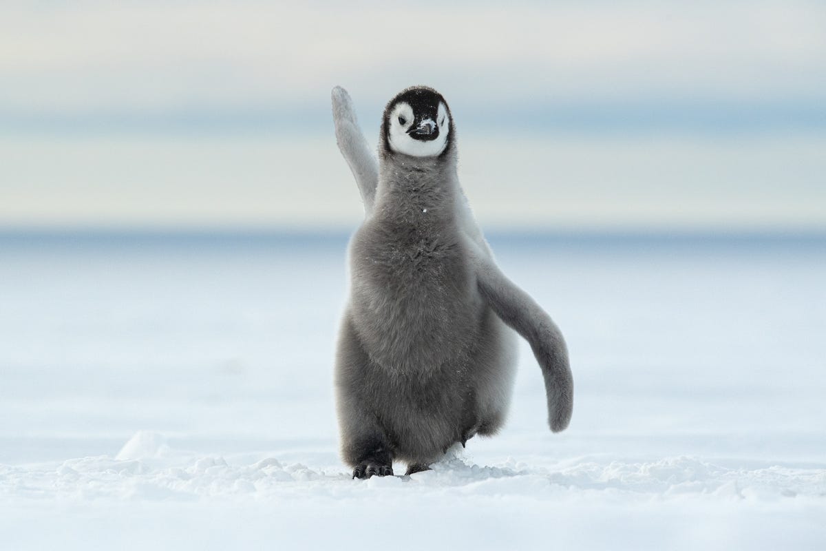 A fluffy baby penguin moves across a snowy landscape with one wing extended upward like it's dancing.