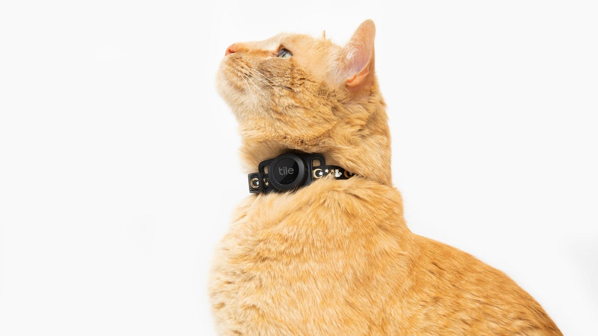 orange colored cat wears a Tile tracker on a collar