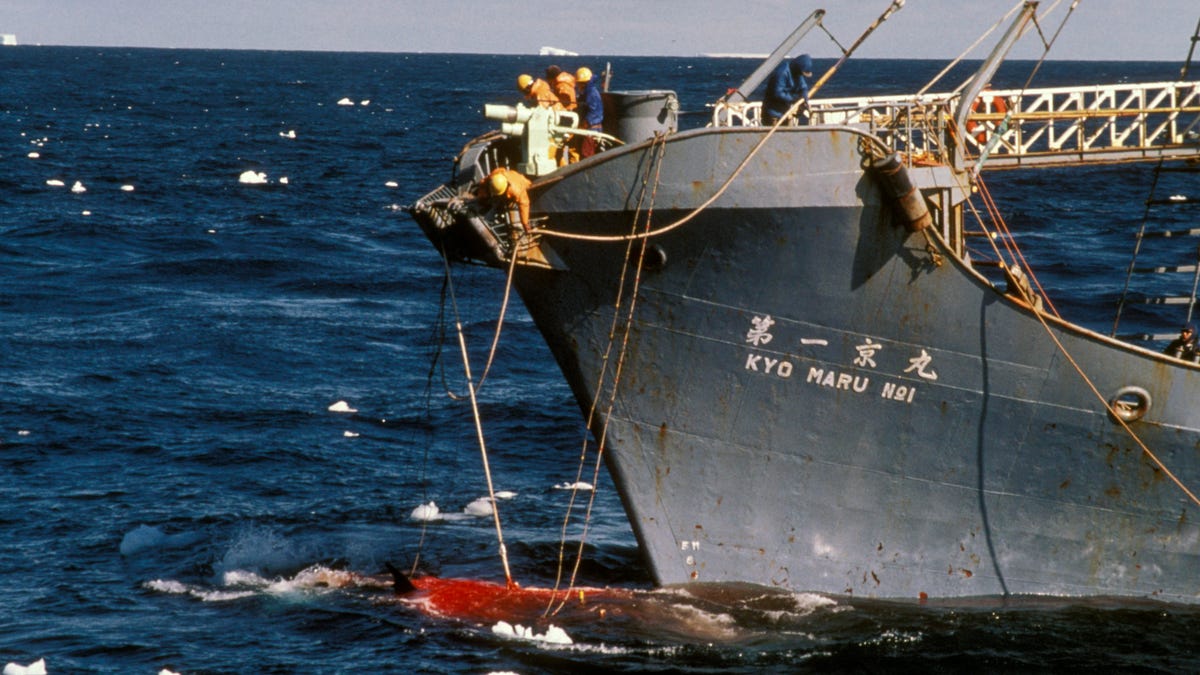 Japanese whaling in Northern Ross Sea Antarctica. Harpooned minke whale 1989