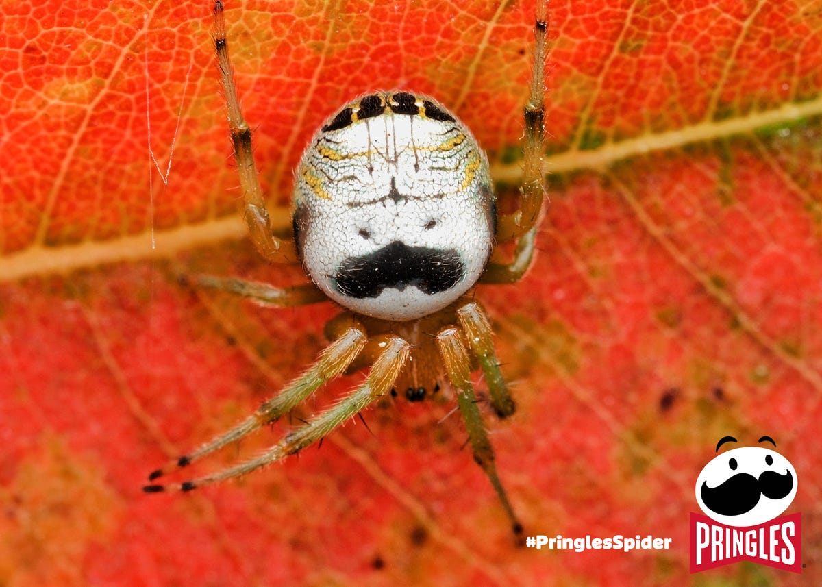 pringles-spider-7.png