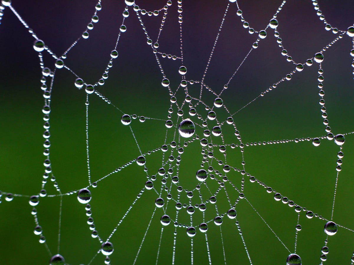 Mutant super-spiders weave webs stronger than bulletproof material - CNET