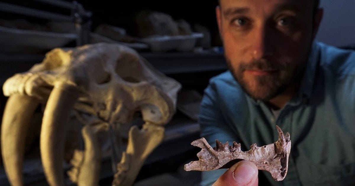 Das neu entdeckte Säbelzahn-Raubtier ist Millionen von Jahren älter als Tiger