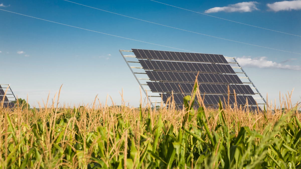 Solar panels in a corn field.