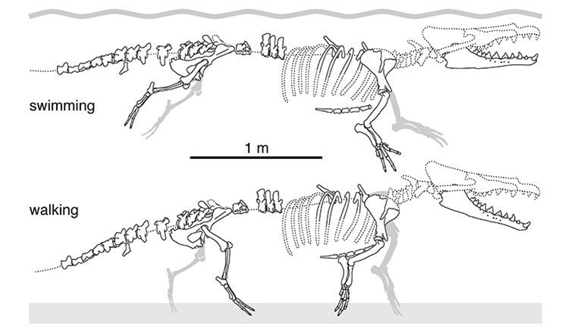 four-legged-whale-skelton-two-column