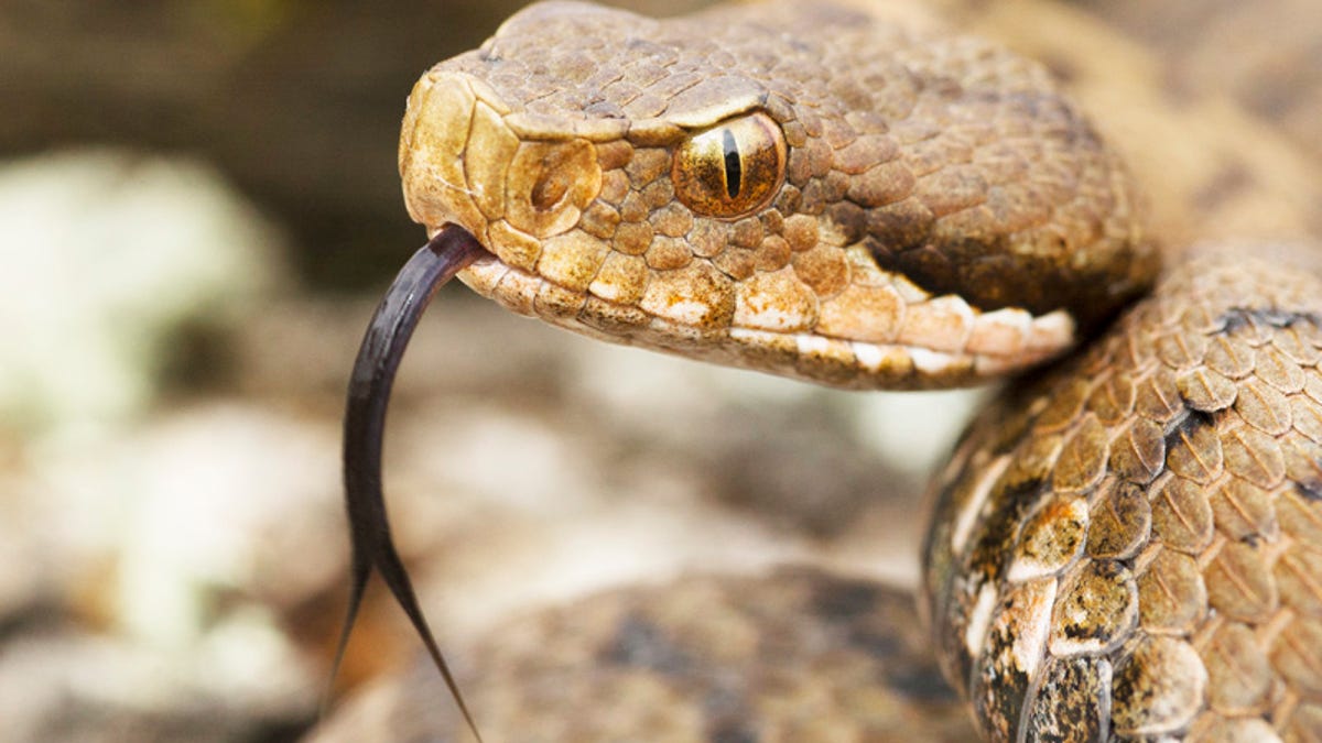 The most venomous animals on Earth, ranked - CNET